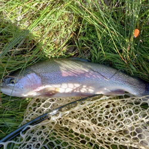 Rainbow trout caught by Mona Stevens at Heiner Ranch.