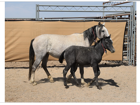 Mare and filly adopted together.