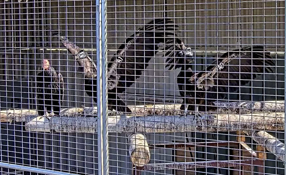 This image from a live web cam provided by Yurok Tribal Government shows California condors waiting for release in a designated staging enclosure, which is attached to the flight pen on Tuesday, May 3. The endangered California condor has returned to the skies over the state's far northern coast redwood forests for the first time in more than a century. Two captive-bred birds were released Tuesday in Redwood National Park, an hour’s drive south of the Oregon state line.