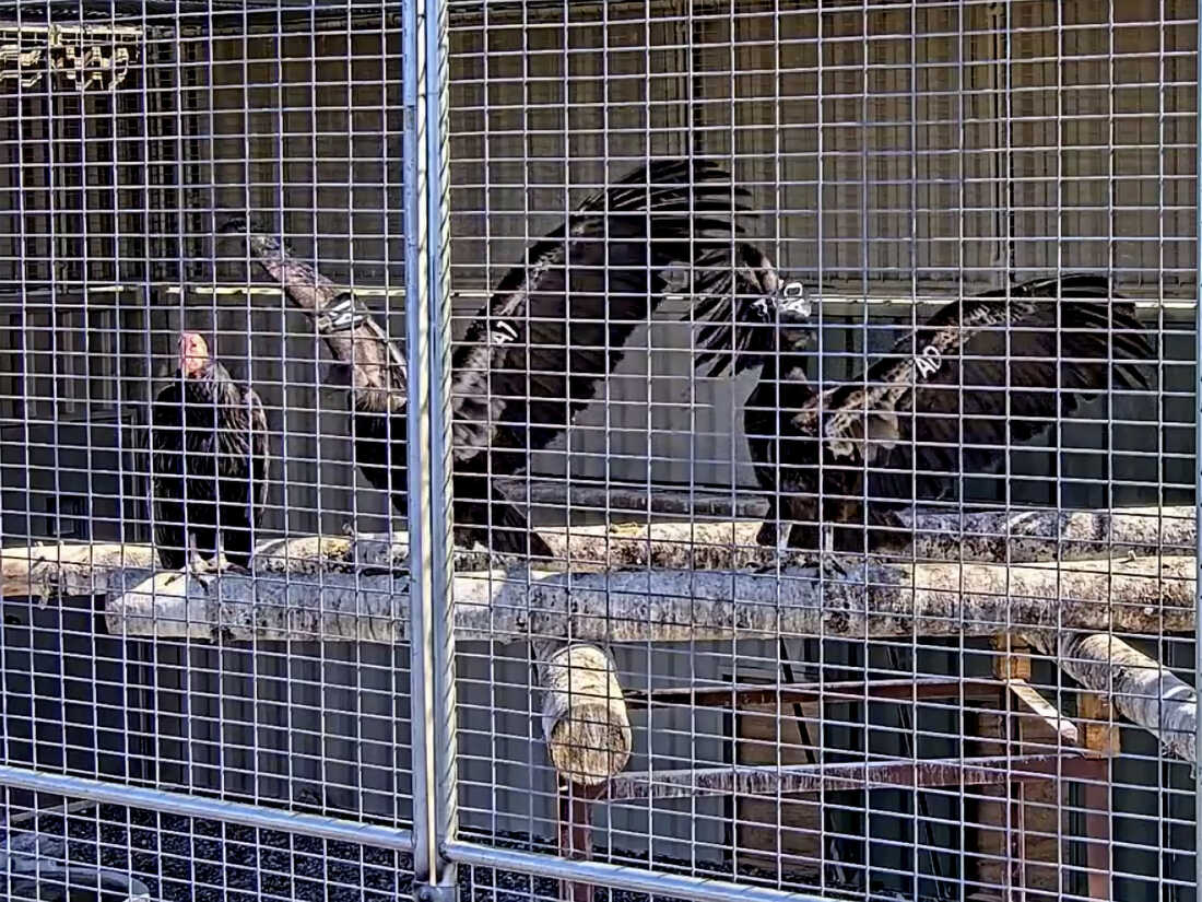 This image from a live web cam provided by Yurok Tribal Government shows California condors waiting for release in a designated staging enclosure, which is attached to the flight pen on Tuesday, May 3. The endangered California condor has returned to the skies over the state's far northern coast redwood forests for the first time in more than a century. Two captive-bred birds were released Tuesday in Redwood National Park, an hour’s drive south of the Oregon state line.