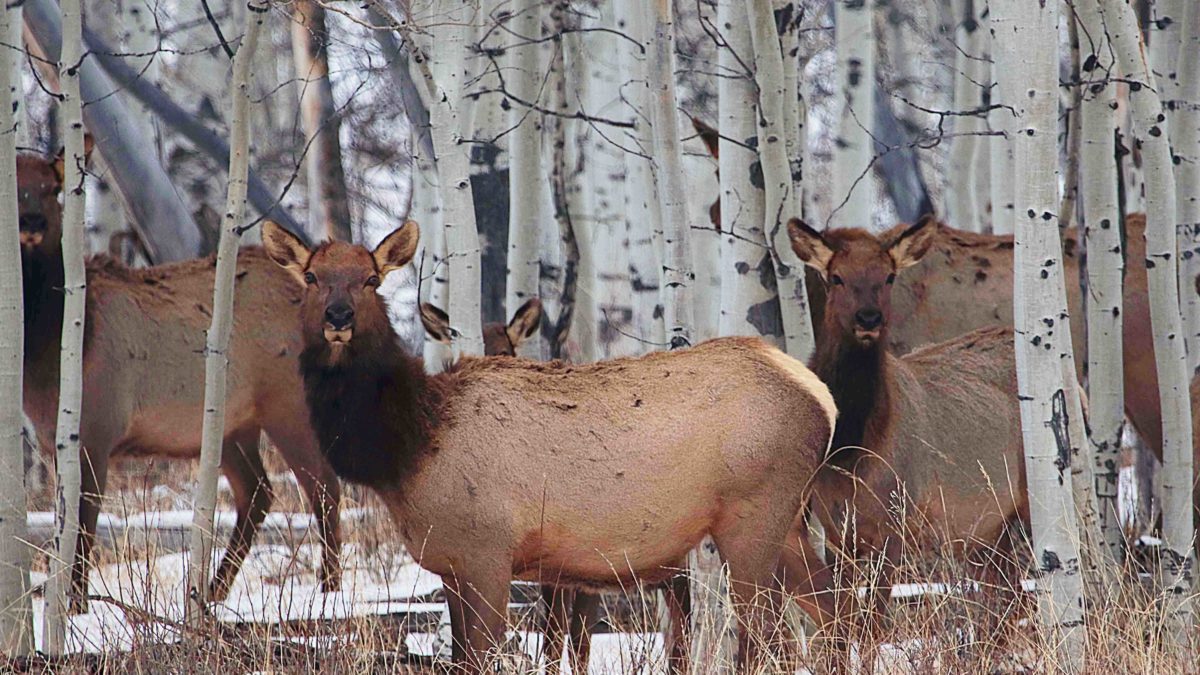 ​​Beginning on Thursday, May 26, individuals can apply for a permit to hunt Utah’s antlerless big game animals.