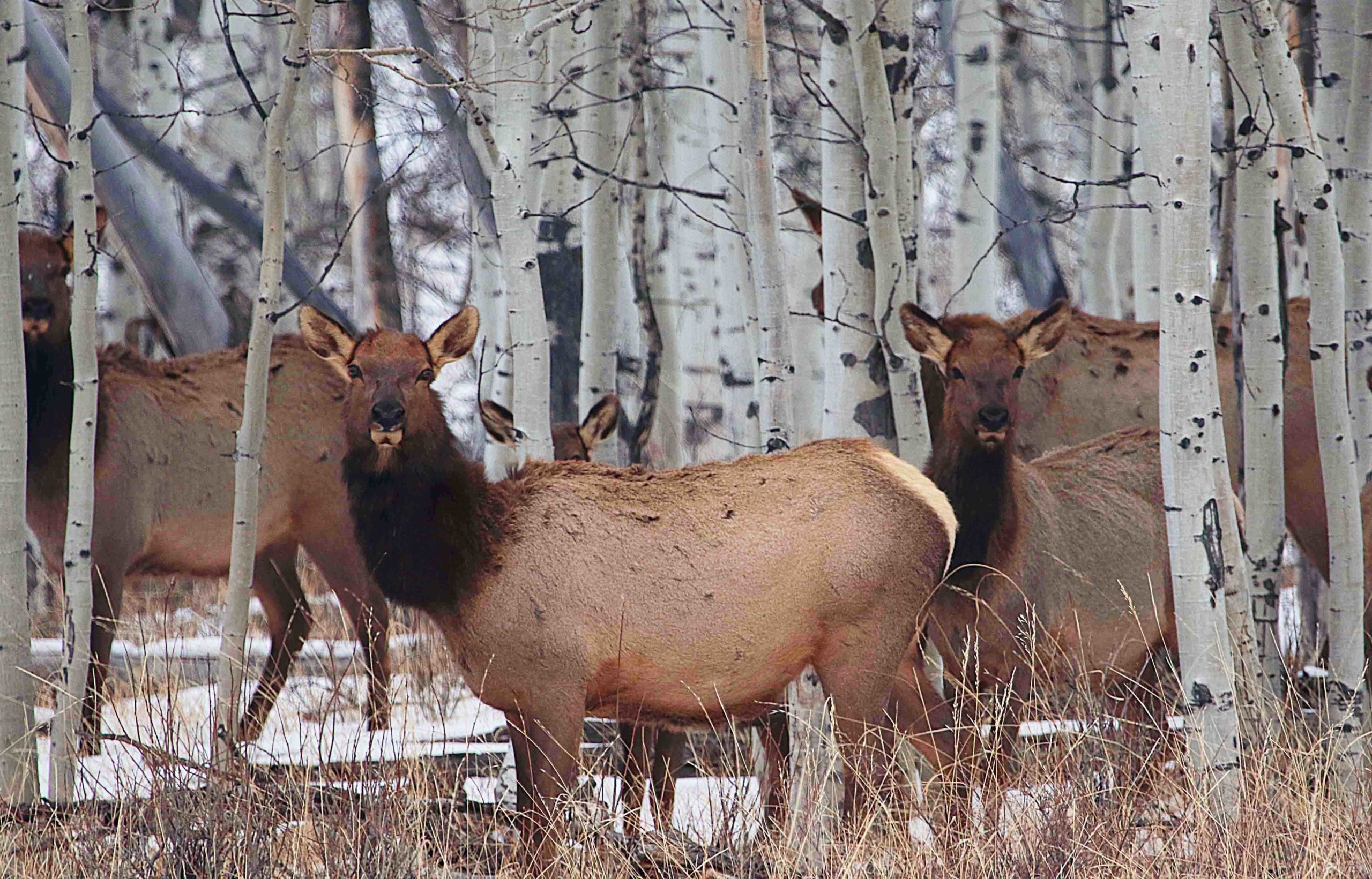 ​​Beginning on Thursday, May 26, individuals can apply for a permit to hunt Utah’s antlerless big game animals.