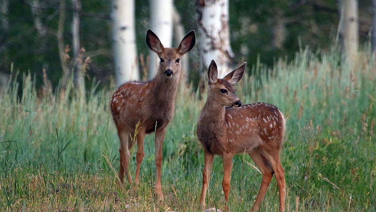 Deer fawns and elk calves are often born in June, which is why they may be seen during outdoor adventures in early summer.