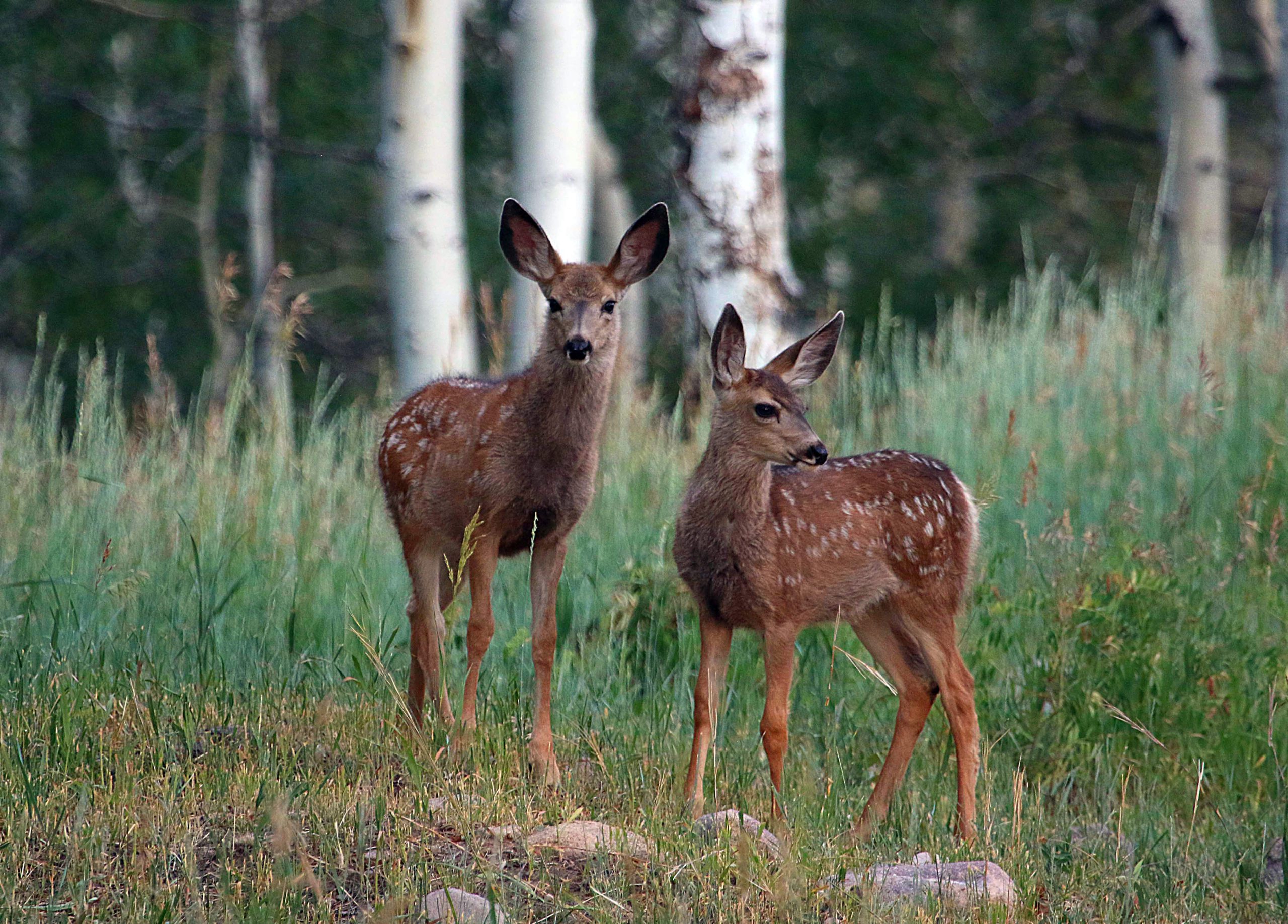 Deer fawns and elk calves are often born in June, which is why they may be seen during outdoor adventures in early summer.