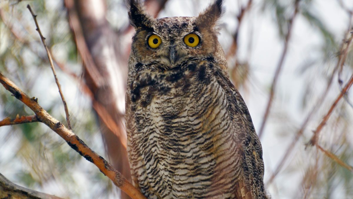 The first case of the highly pathogenic avian influenza virus in a wild bird was recently confirmed in the state of Utah, after a dead great horned owl tested positive.