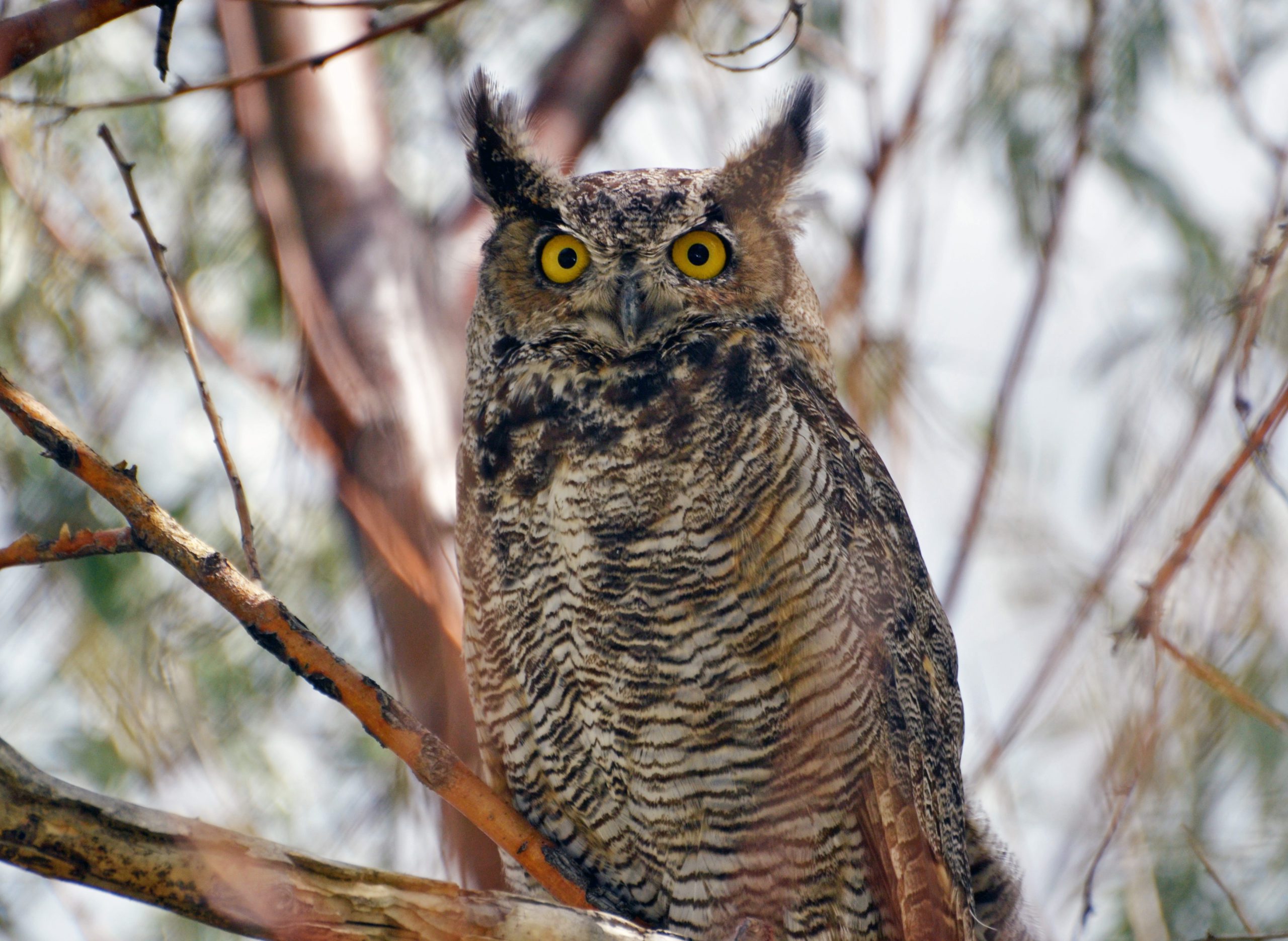 The first case of the highly pathogenic avian influenza virus in a wild bird was recently confirmed in the state of Utah, after a dead great horned owl tested positive.