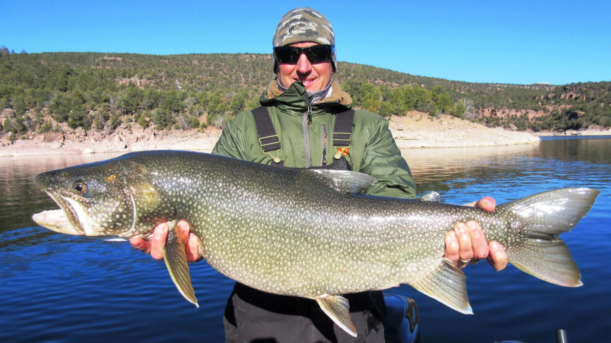 Some lake trout in Flaming Gorge reach sizes of more than 50 pounds and over three feet long.