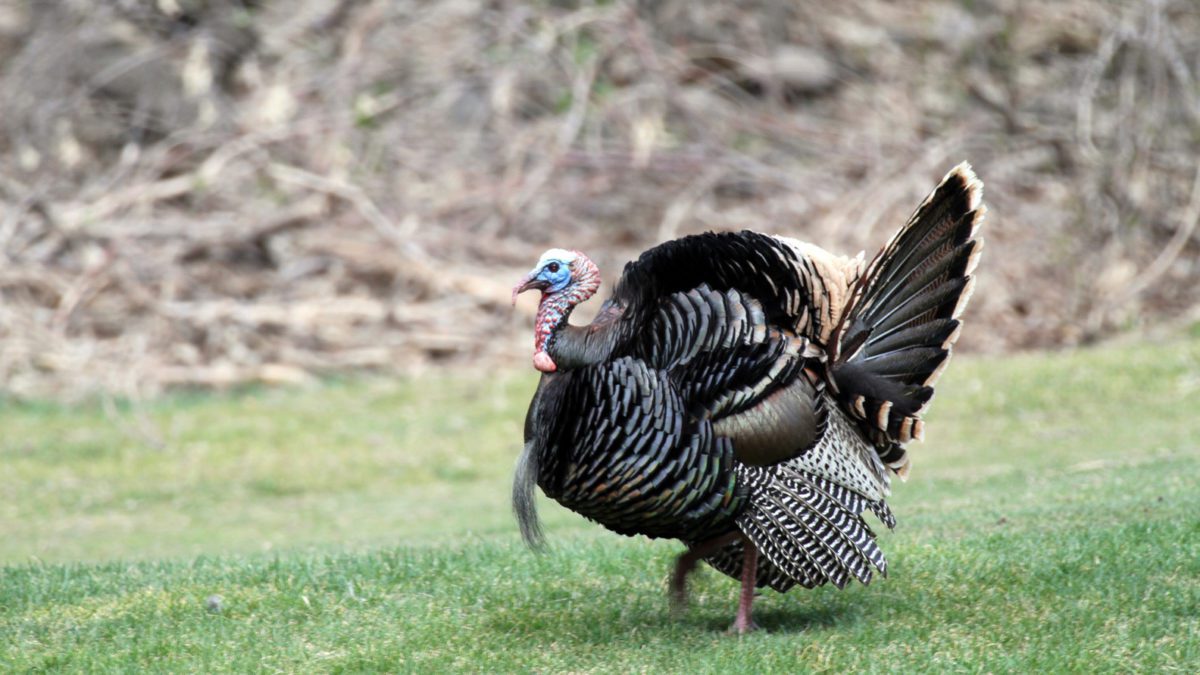The Utah Division of Wildlife Resources is recommending a few changes to turkey hunting and upland game hunting in Utah and is seeking the public’s feedback on the new recommendations.