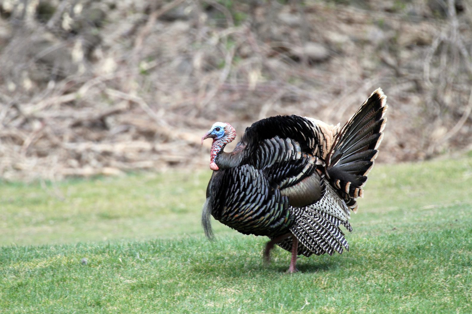 The Utah Division of Wildlife Resources is recommending a few changes to turkey hunting and upland game hunting in Utah and is seeking the public’s feedback on the new recommendations.