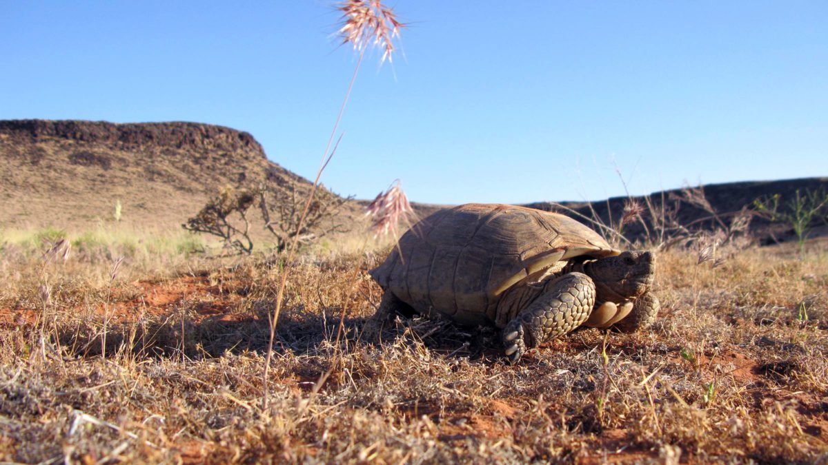 The Mojave desert tortoise is currently listed under the Endangered Species Act.