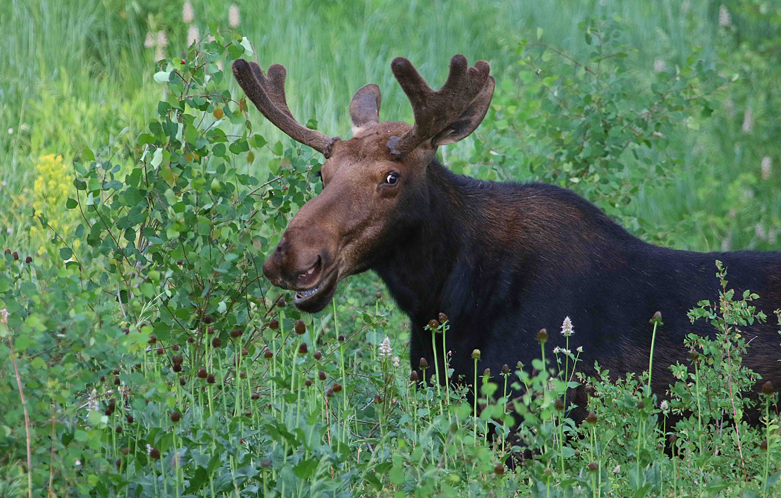 How to stay safe during a moose encounter TownLift, Park City News