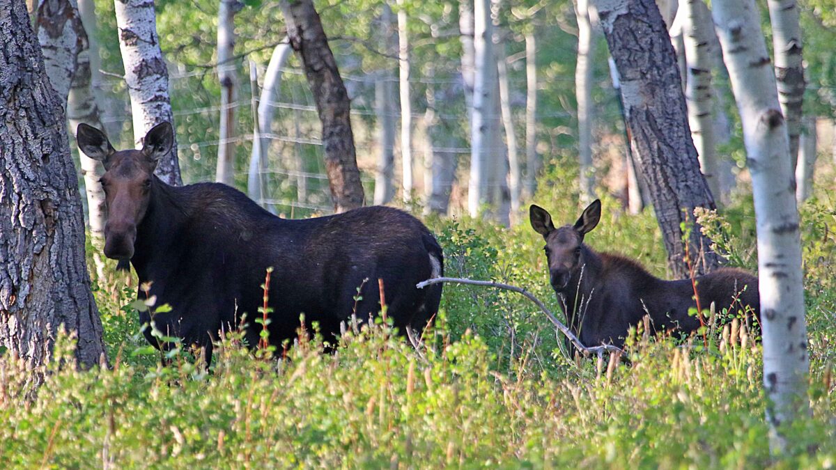 Drought conditions can lead moose to search for water in more people-populated areas.