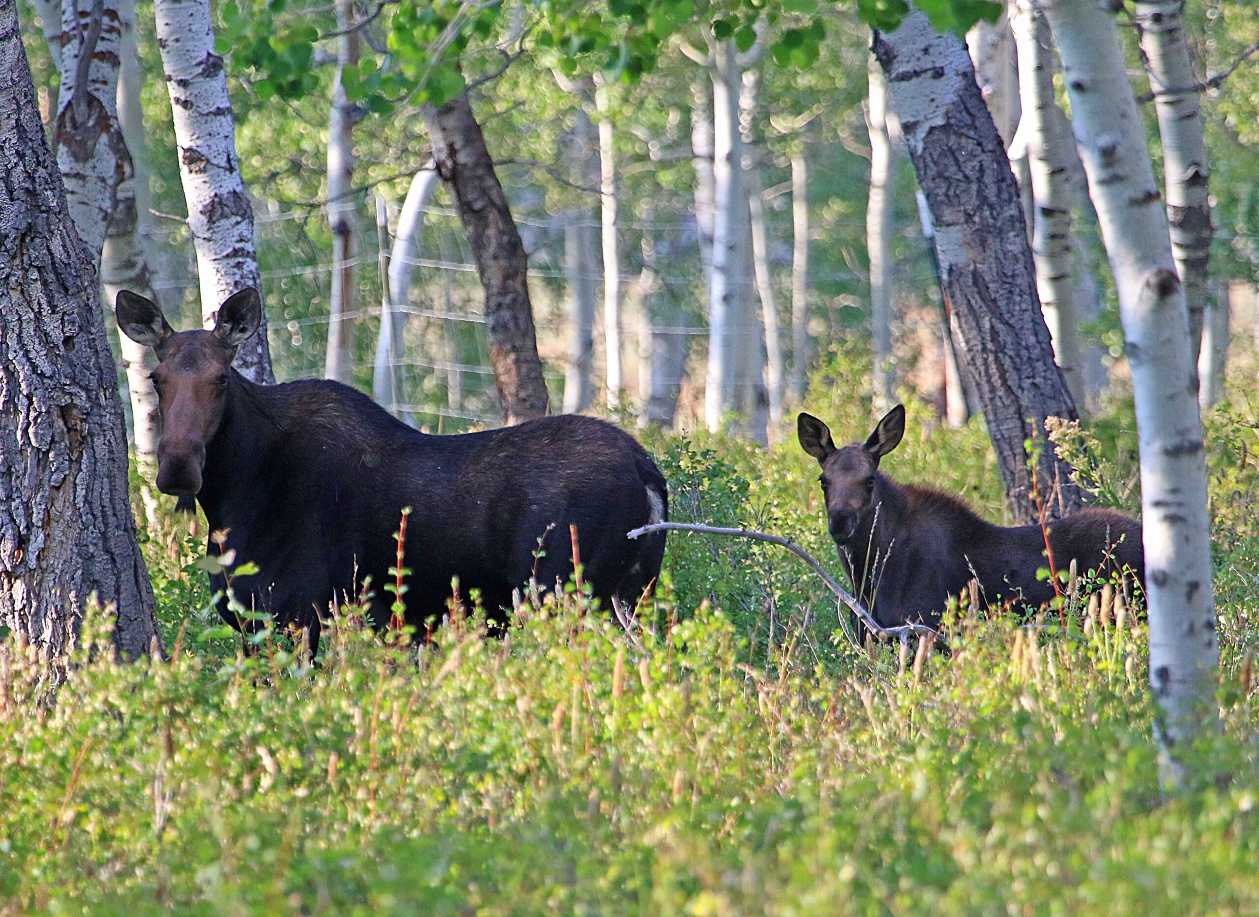 Drought conditions can lead moose to search for water in more people-populated areas.