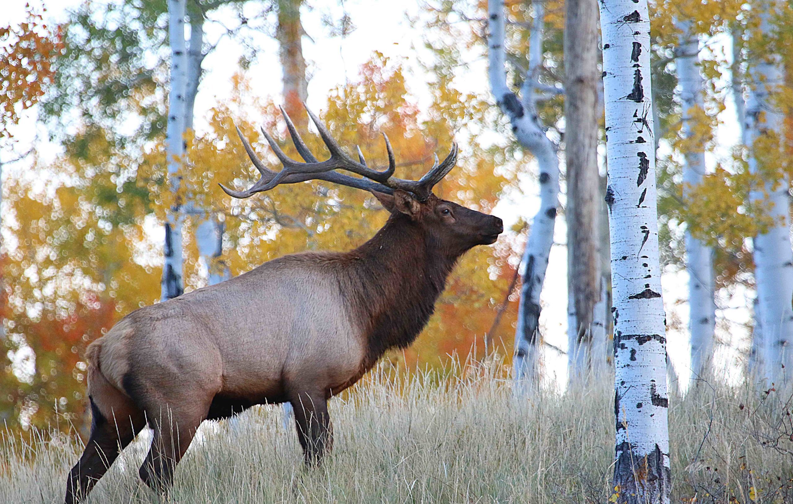 The permits are first come, first served, and you must have a valid hunting or combination license to purchase a permit.