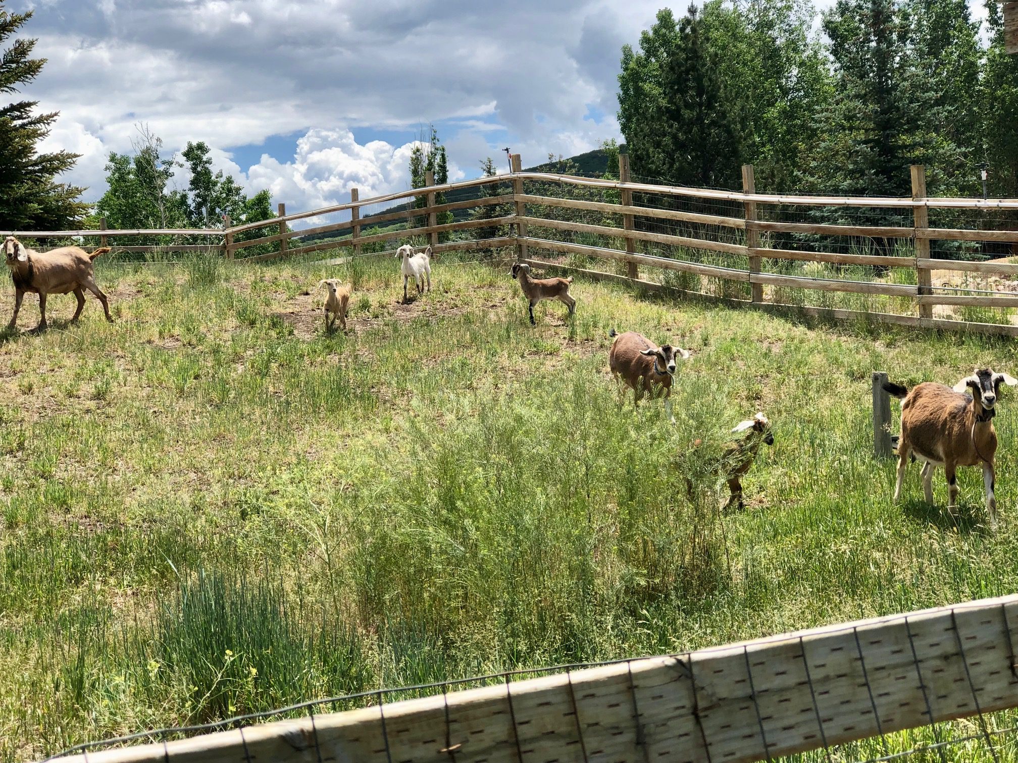 Free range farm animals snacking on grass and bringing smiles to passer-byers.