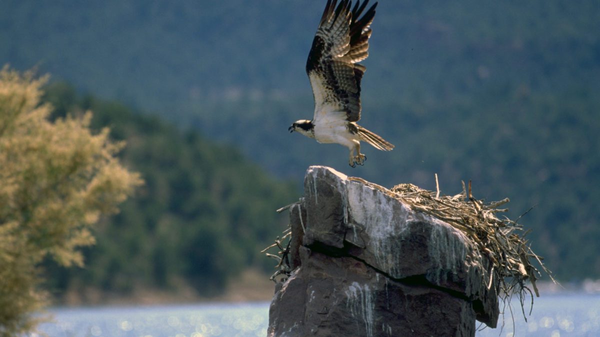 Ospreys can log more than 160,000 migratory miles in their 10-to-15-year life span, and Flaming Gorge is a very popular place for them.