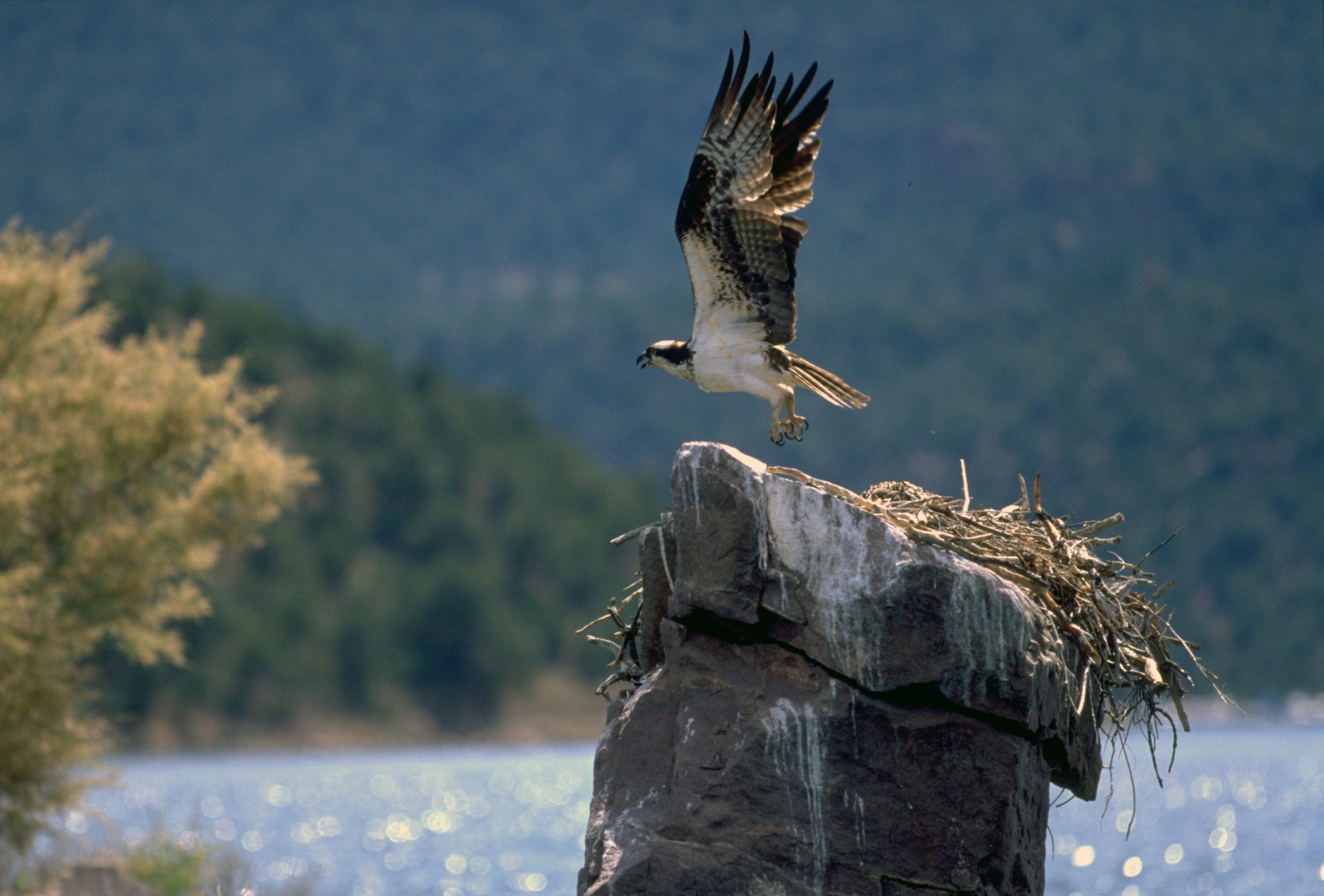 Ospreys can log more than 160,000 migratory miles in their 10-to-15-year life span, and Flaming Gorge is a very popular place for them.