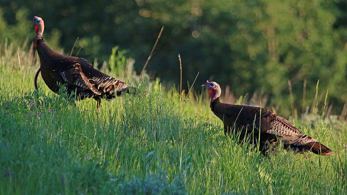 In addition to a new management plan, the wildlife board also approved a few changes to turkey hunting.