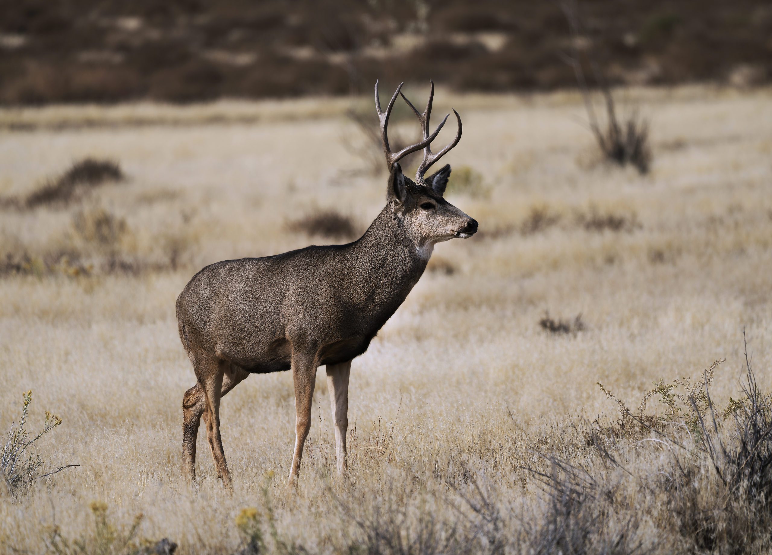 DWR: Chronic wasting disease confirmed in deer for first time in Salt ...