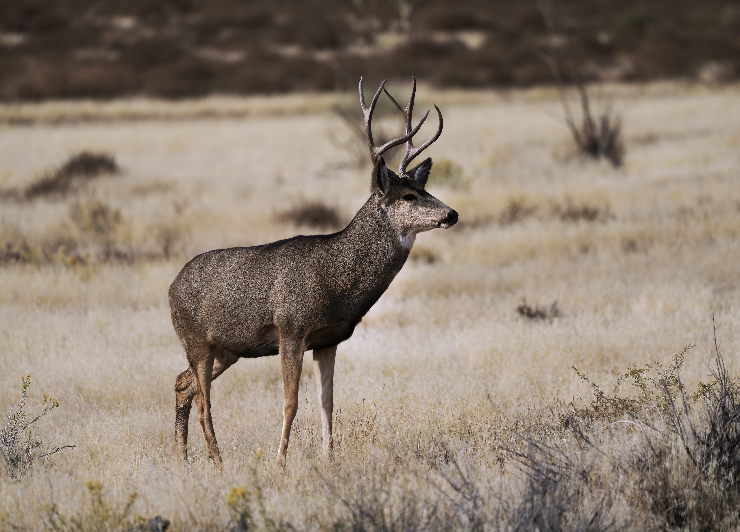 Chronic wasting disease has been confirmed in deer in Salt Lake County.