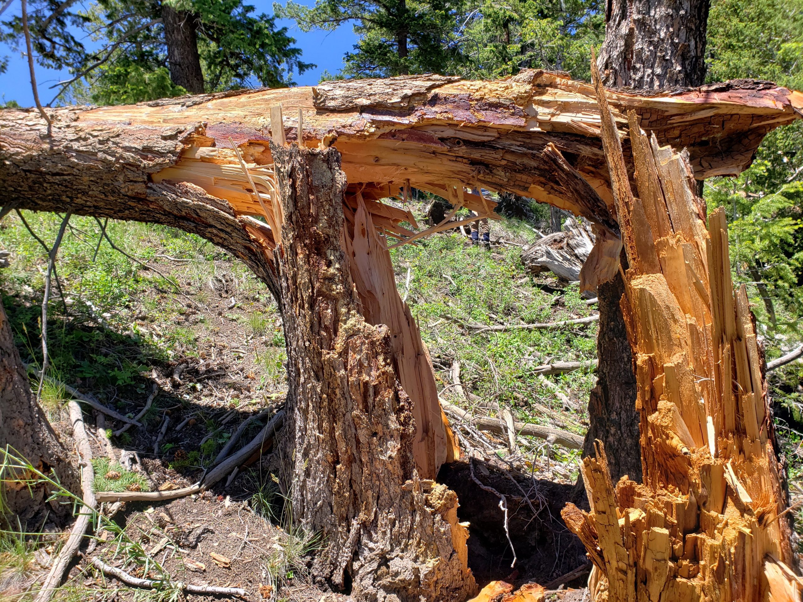 Winds reached an estimated 125 mph.