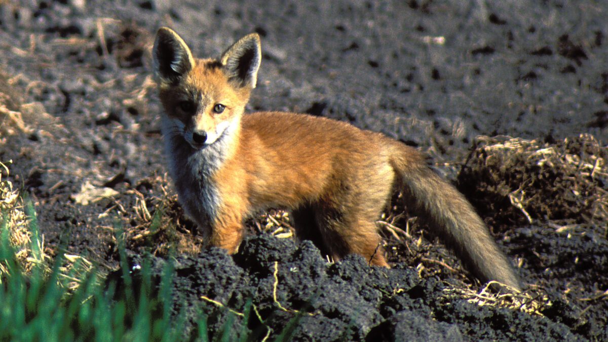 Two foxes in Salt Lake County have recently tested positive for the Avian flu.
