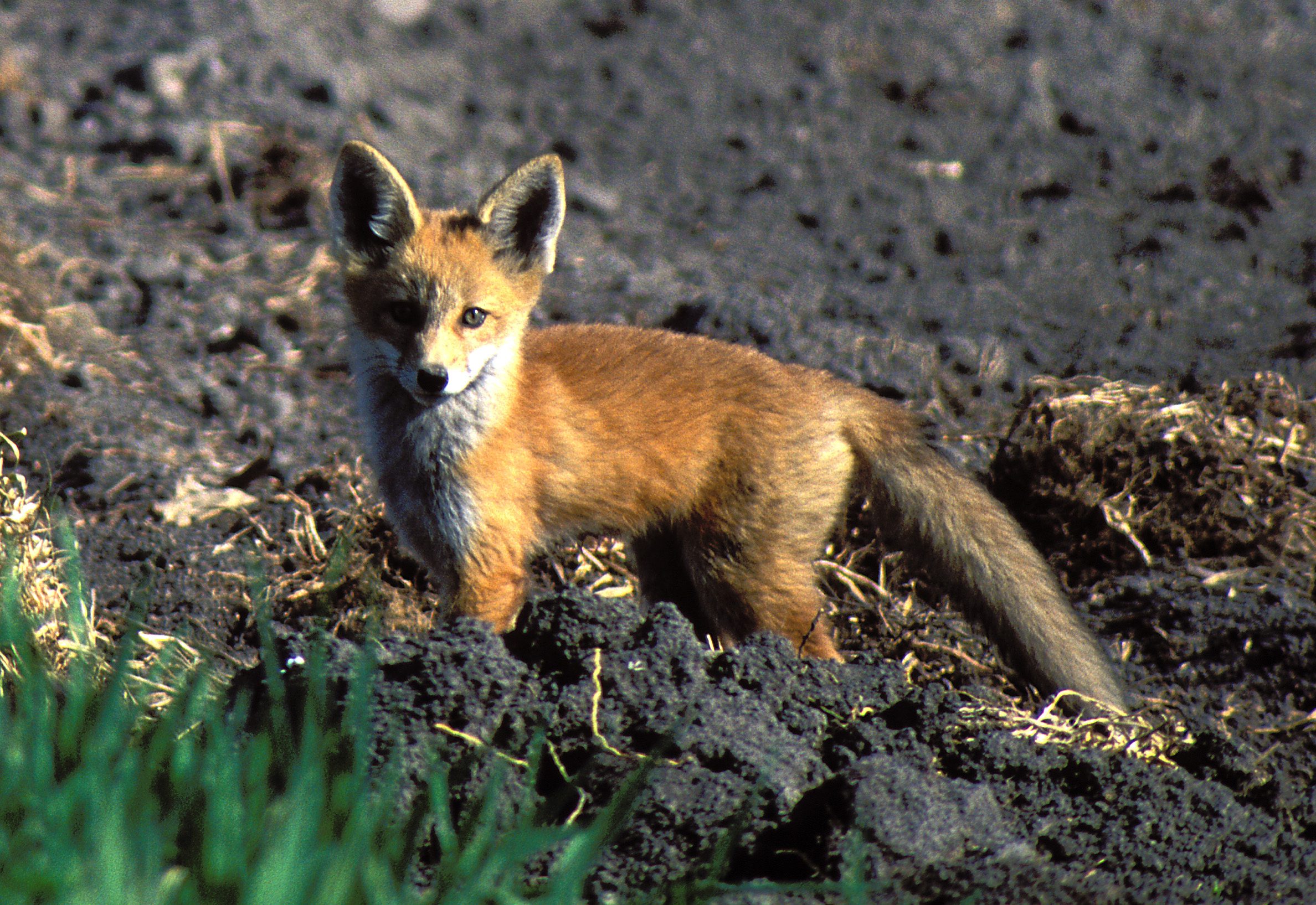 Two foxes in Salt Lake County have recently tested positive for the Avian flu.