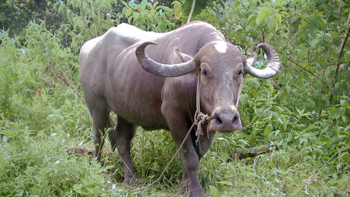 A water buffalo in Trinidad.