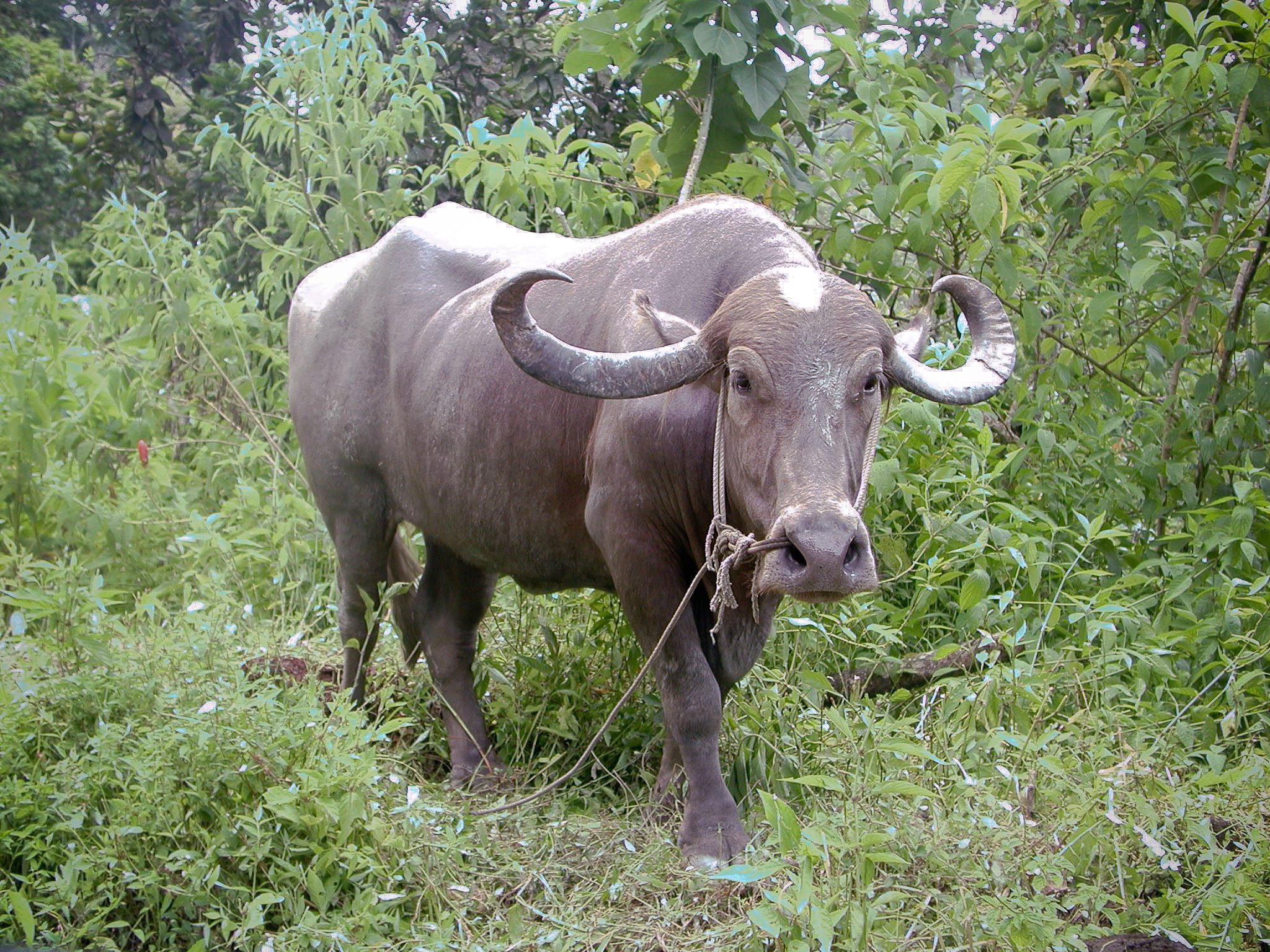 A water buffalo in Trinidad.