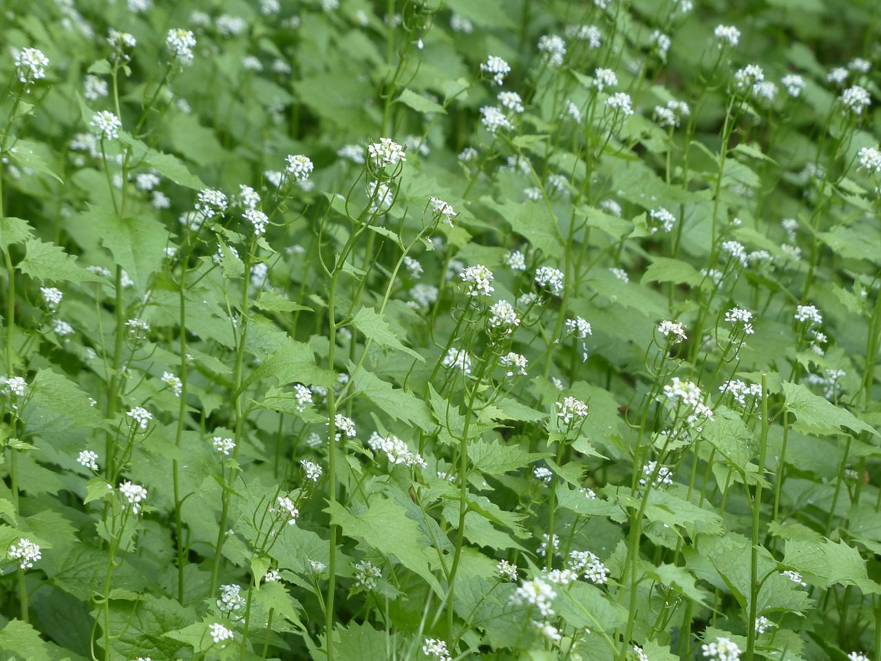 Garlic Mustard