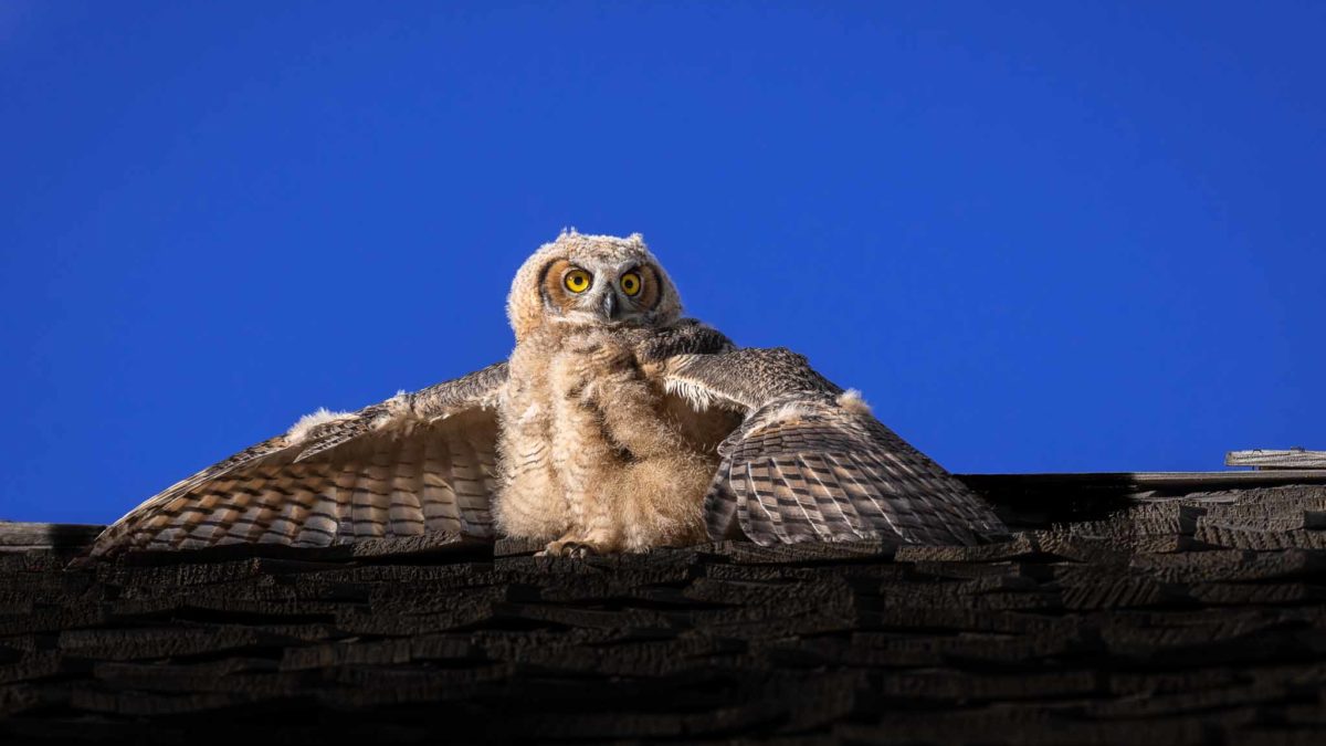 Baby Owl Rooftop Raptor.
