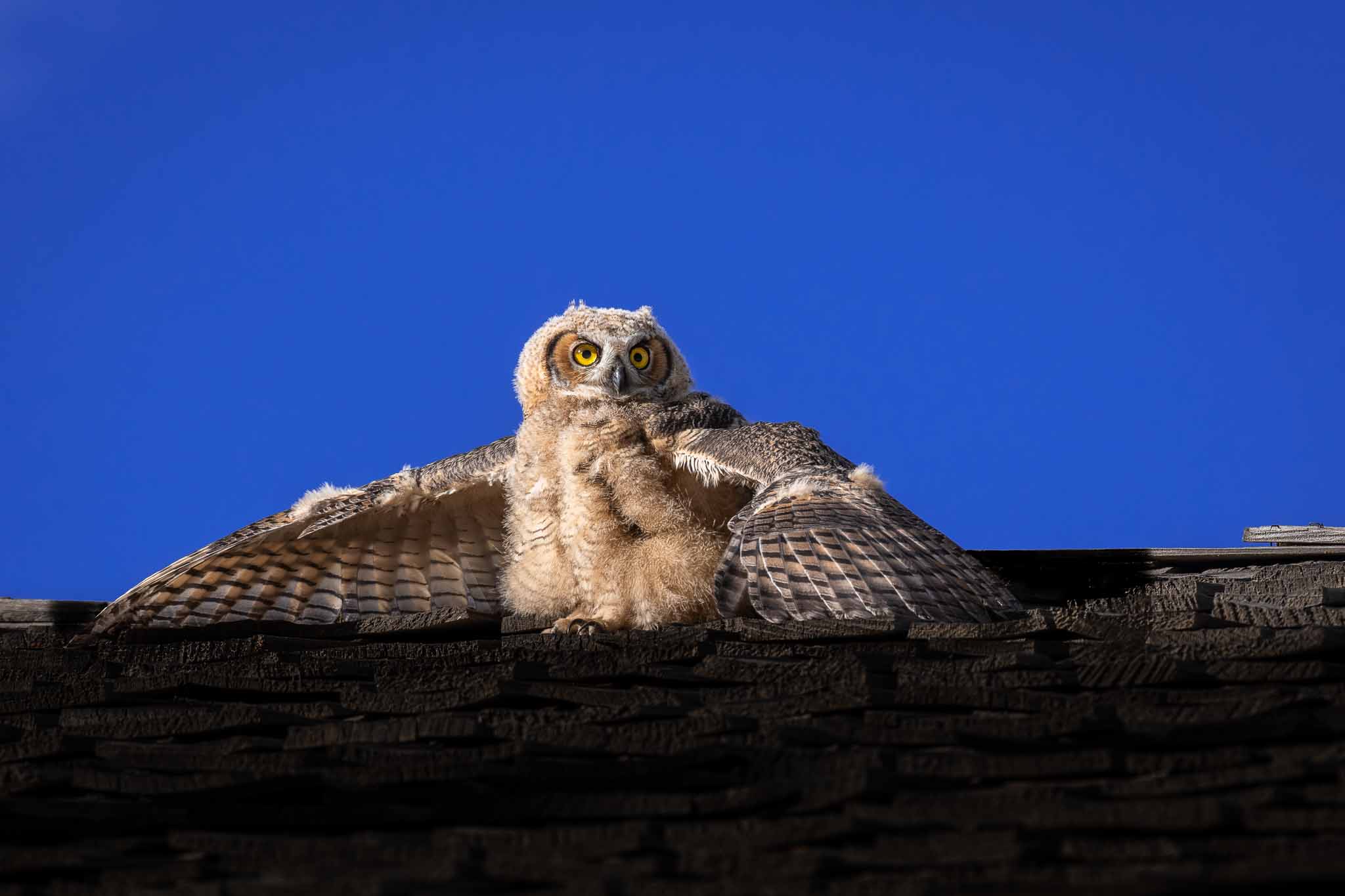 Baby Owl Rooftop Raptor.