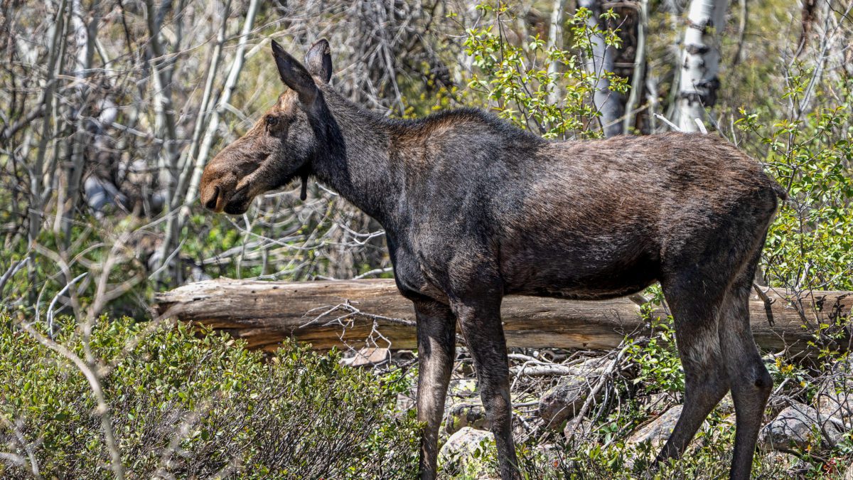 A cow moose in the Uinta National Forest.