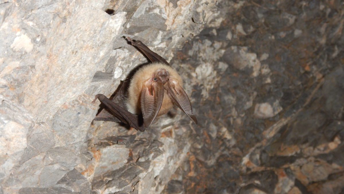 Utah has over 18 bat species, the most diverse population being in southern Utah.