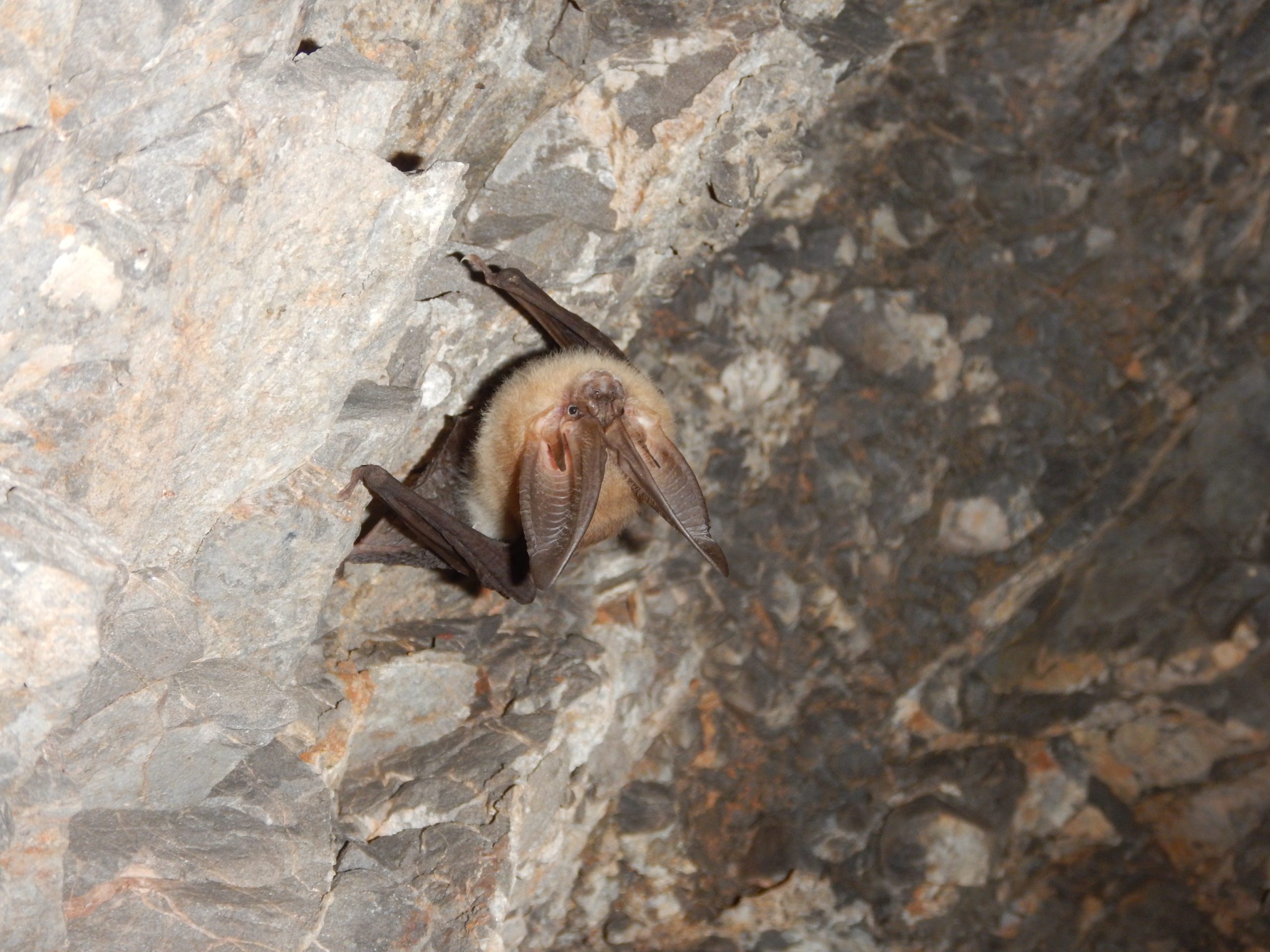 Utah has over 18 bat species, the most diverse population being in southern Utah.