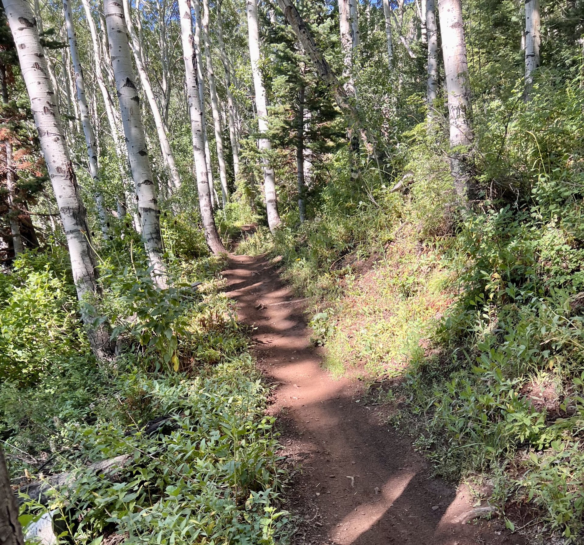 The trail where some hikers encountered a bear near Park City.