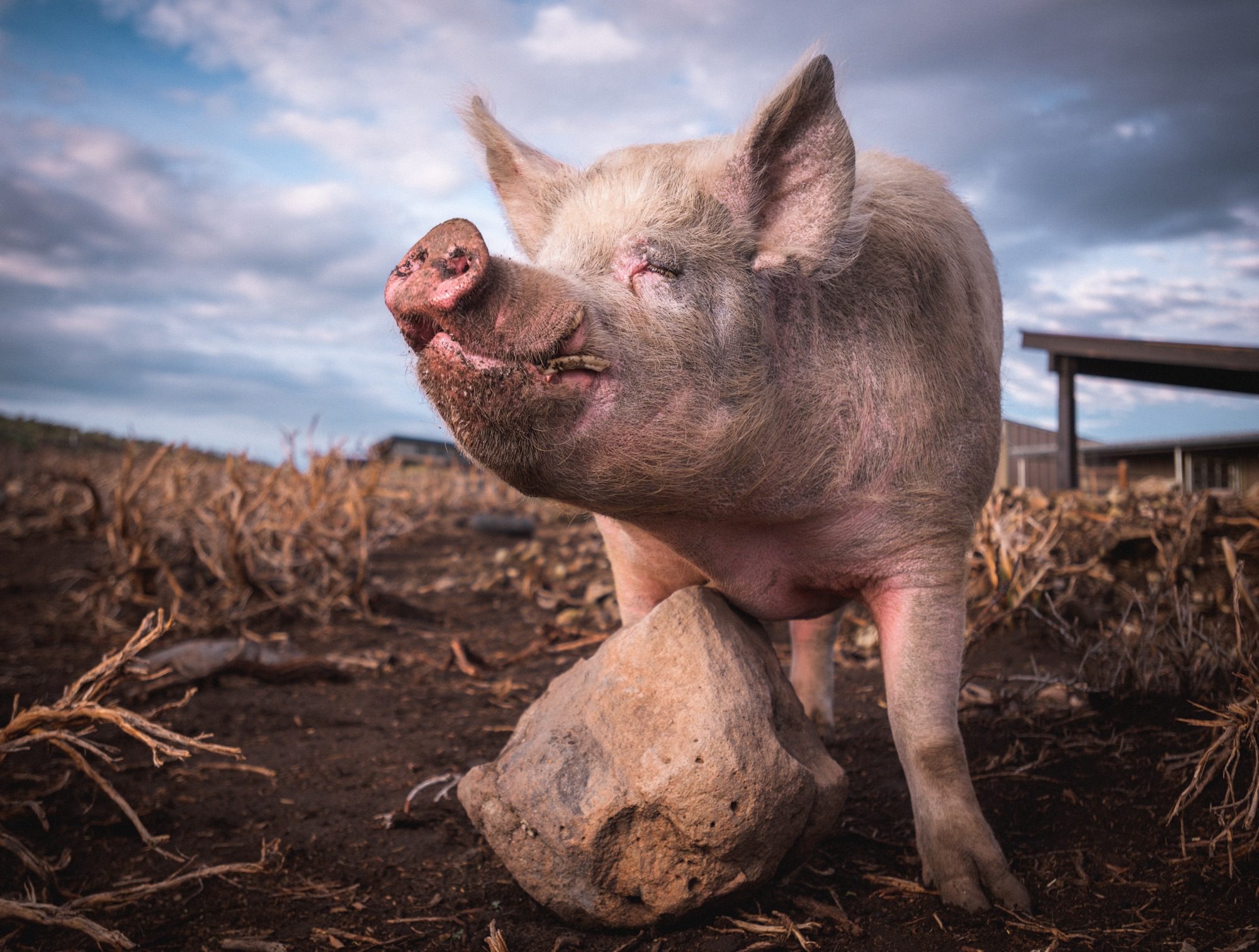 Meet Ponyboy. One of several rescued pigs at Sage Mountain.