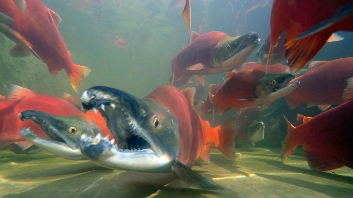 During spawning season, the male kokanee salmon transitions to a bright red, gets a humped back, hooked jaws, and elongated teeth.