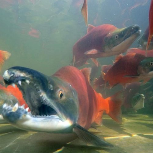 DWR launches live underwater kokanee salmon camera TownLift, Park