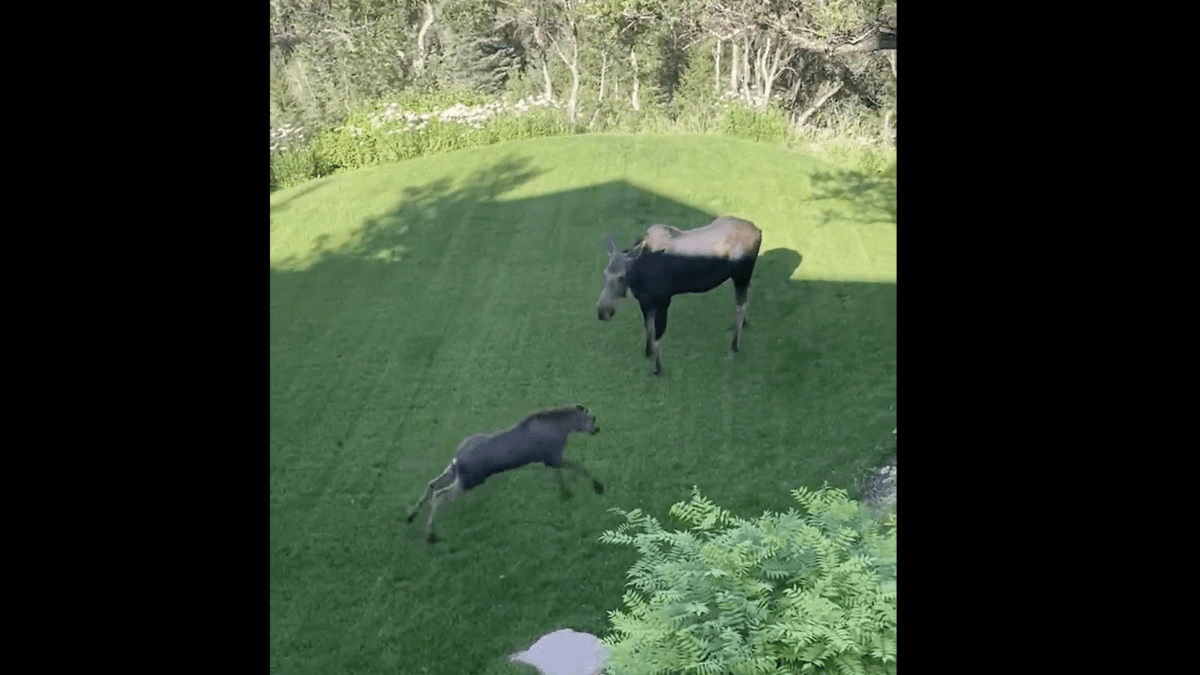 A playful moose goes for a romp in Bear Hollow while its momma stands by.