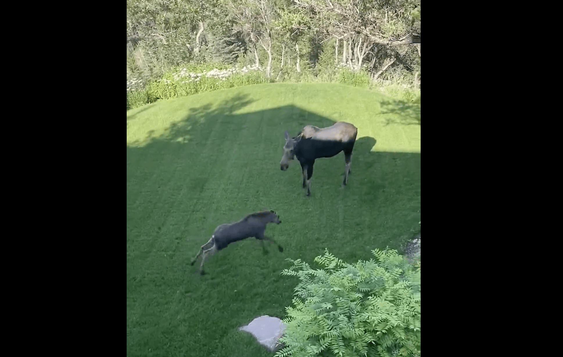 A playful moose goes for a romp in Bear Hollow while its momma stands by.