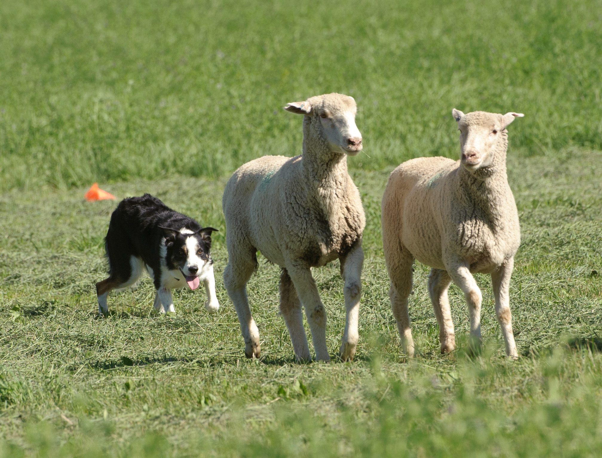 Dog herding sheep.