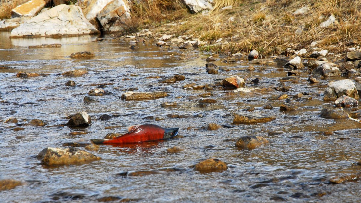 A kokanee salmon makes its way up Upper Huntington Creek.