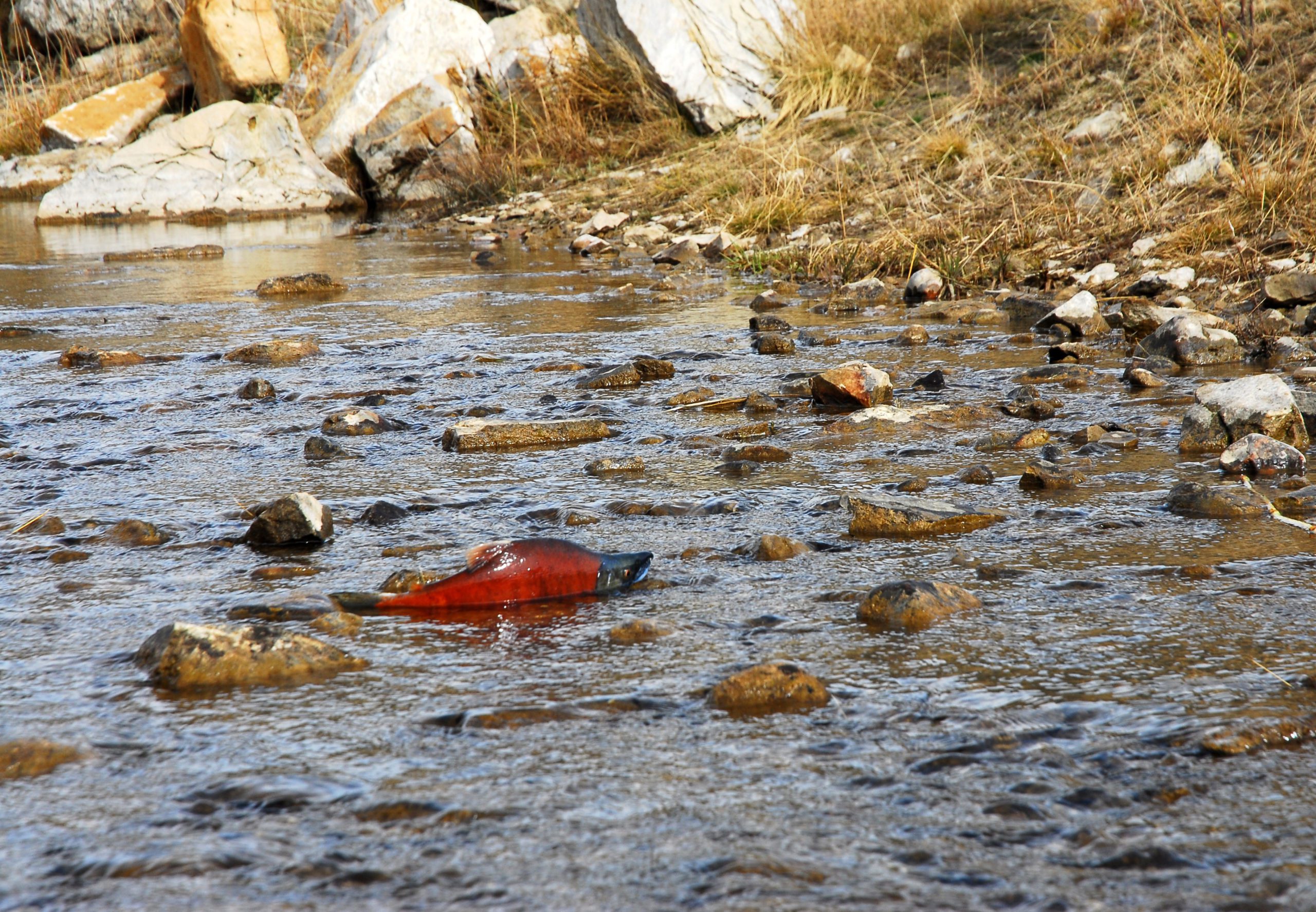 A kokanee salmon makes its way up Upper Huntington Creek.