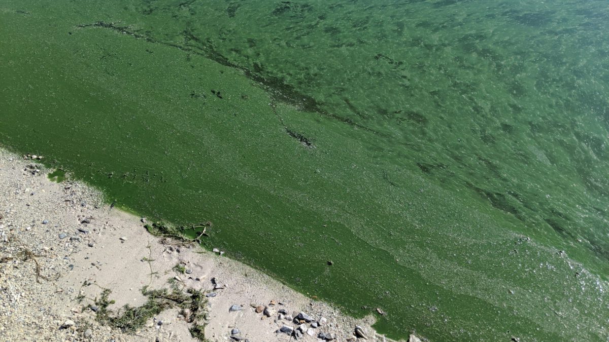 An example of green scum look from an algal bloom in Utah