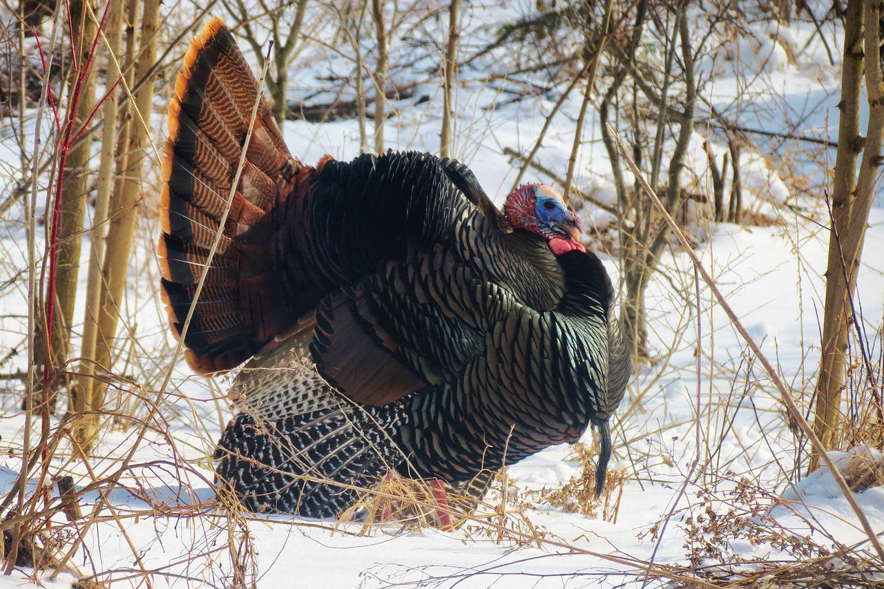 Several changes for the fall turkey season as permits go on sale