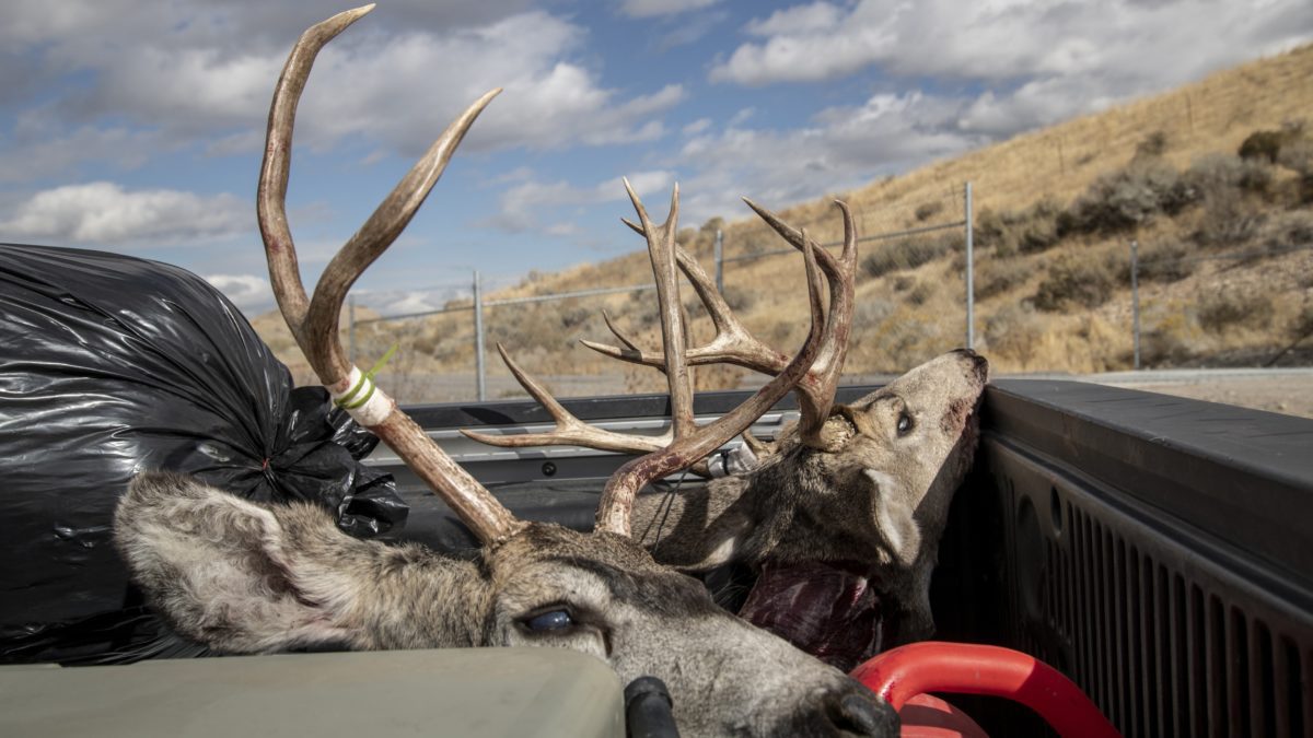 Harvested deer at CWD check station