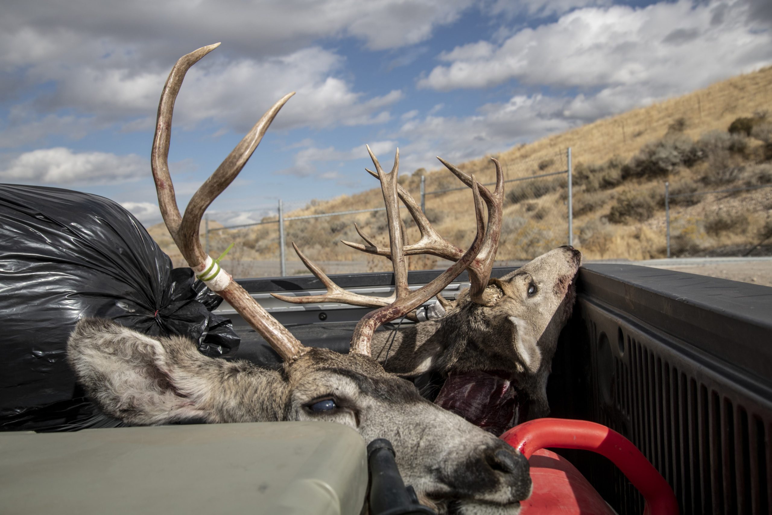 Harvested deer at CWD check station