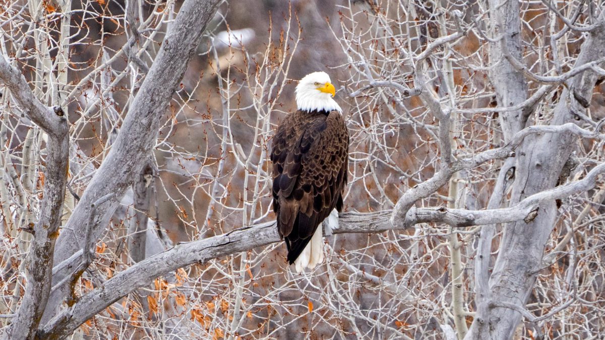 A Bald Eagle found off of Jeremy Ranch Road.