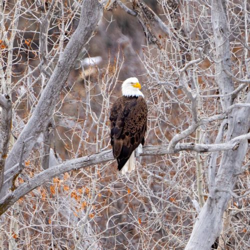 A Bald Eagle found off of Jeremy Ranch Road.